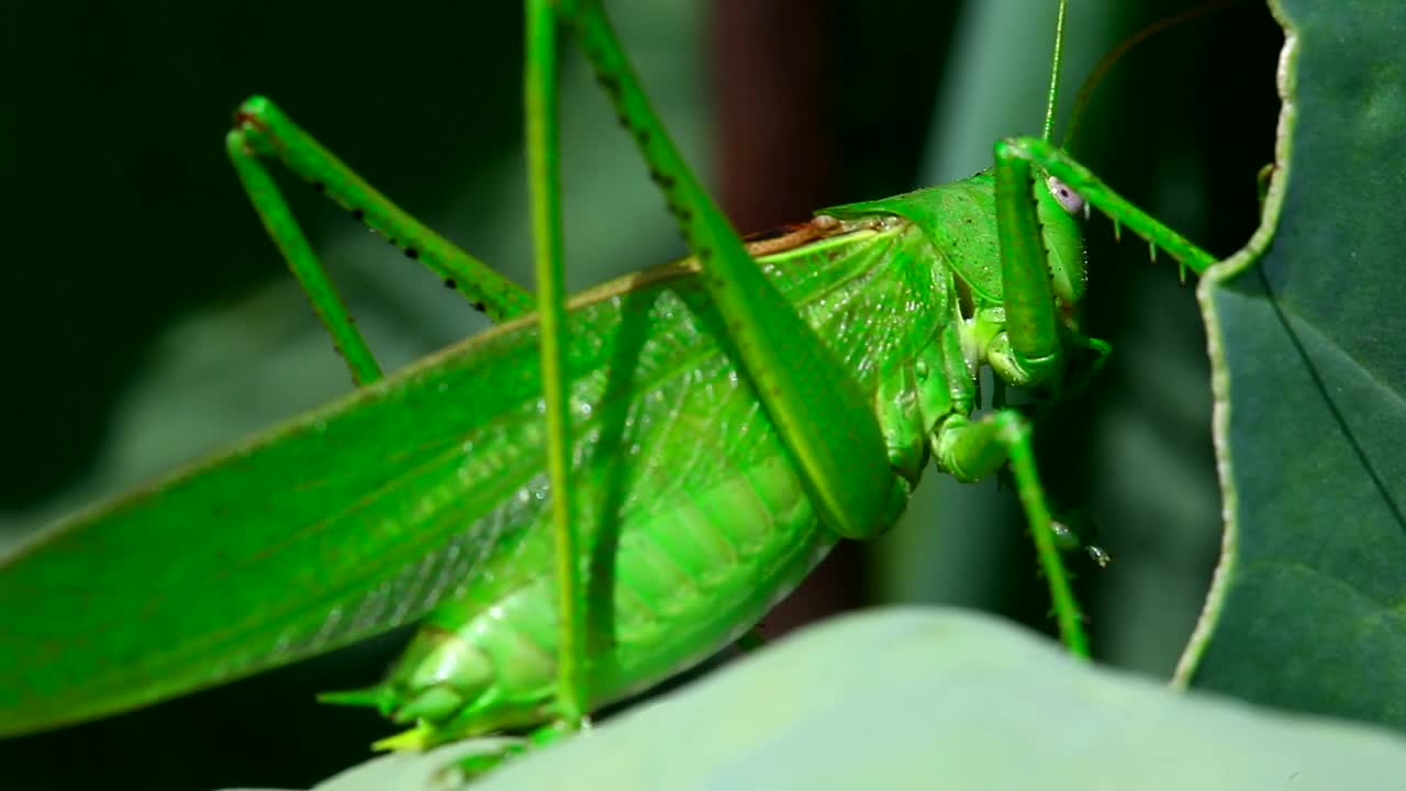 Stock Video Green Leaf Insect Standing On A Leaf Live Wallpaper For PC - Free Download