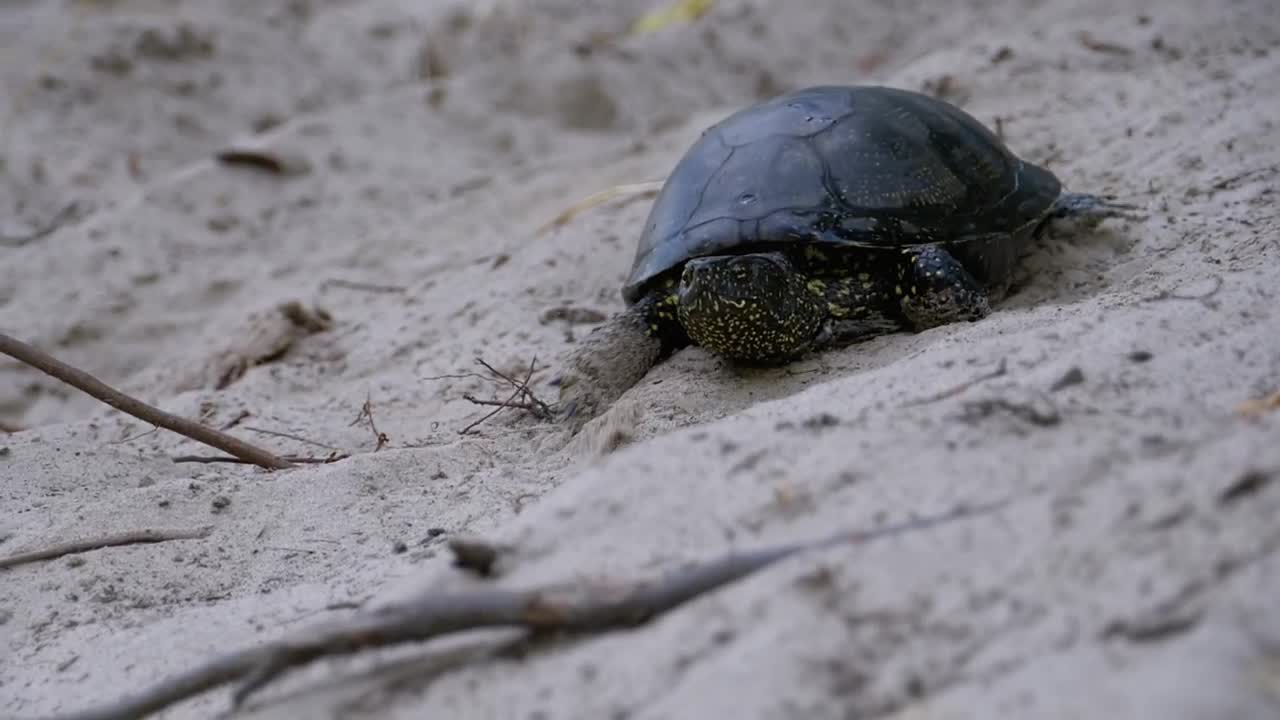Free Stock Video Turtle Walking On The Beach Slowly Live Wallpaper - Free Download