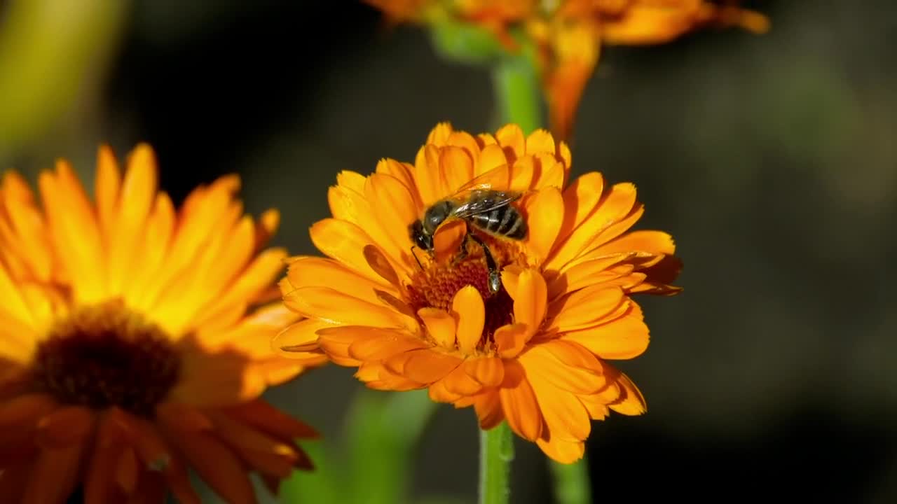 Stock Video Bee Is Pollinating An Orange Flower Live Wallpaper For PC - Free Download