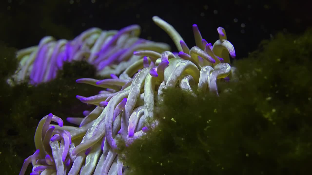 Free Stock Video Sea Anemone At The Coral Reef Live Wallpaper - Free Download