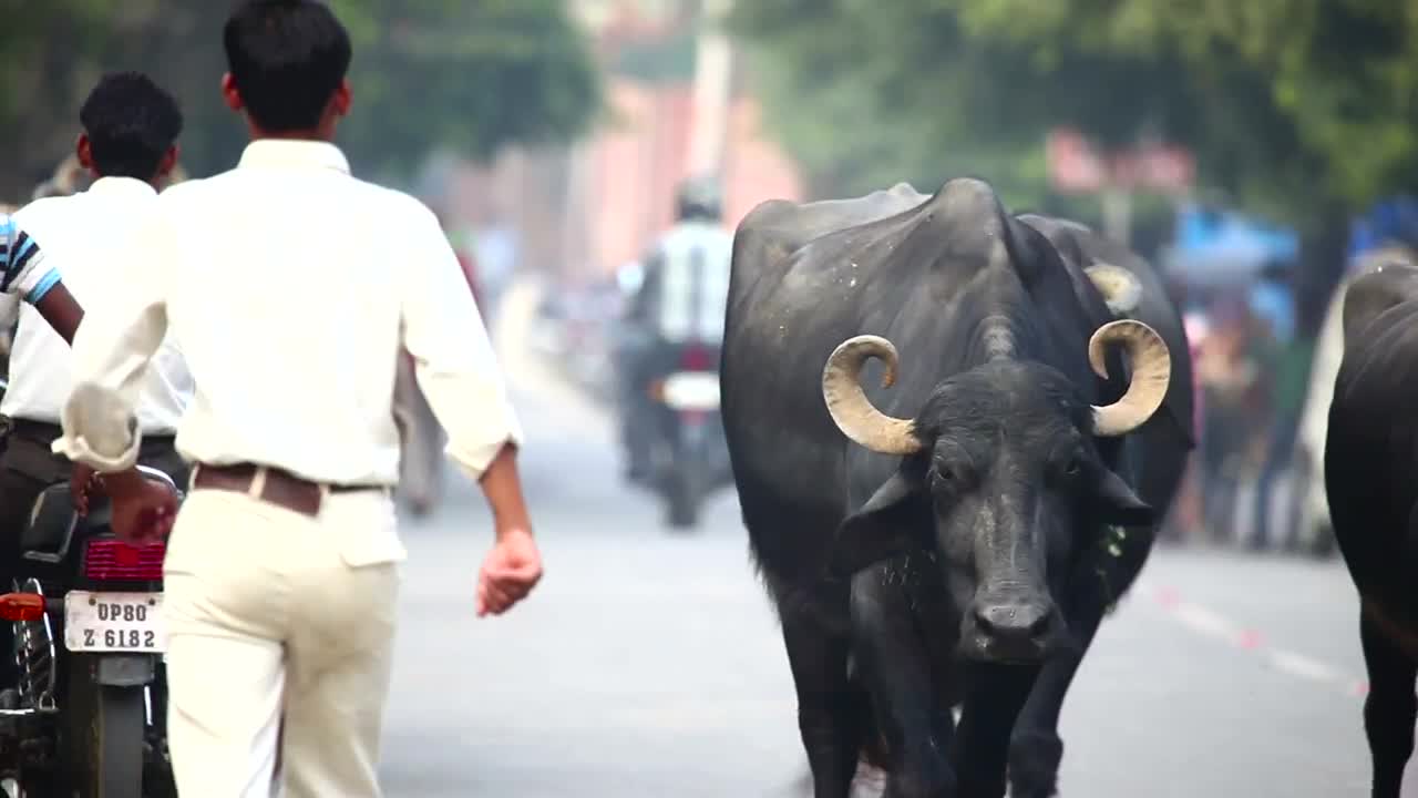 Stock Video India Bulls Walking The City Roads Animated Wallpaper - Free Download
