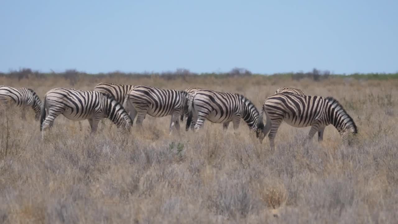 Stock Video Group Of Zebras Eating In The Savannah Live Wallpaper For PC - Free Download