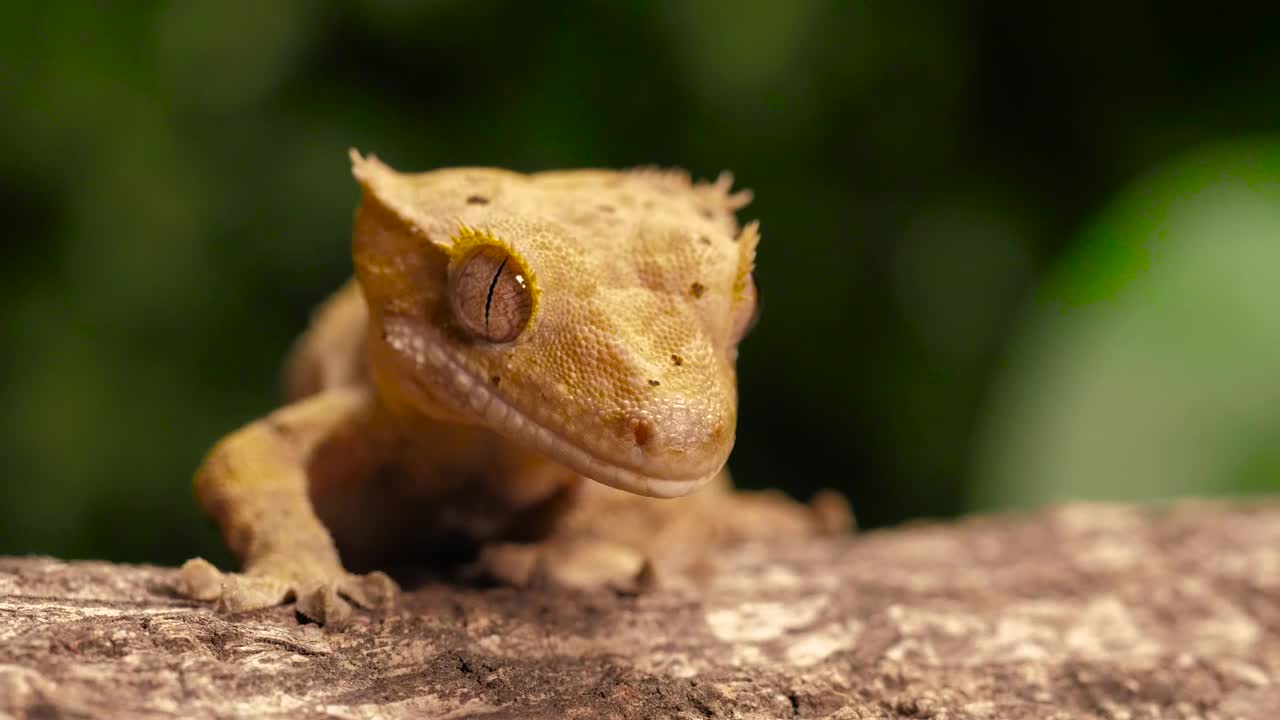 Stock Video Gecko Or Reptile On A Trunk Closeup Shot Live Wallpaper For PC - Free Download