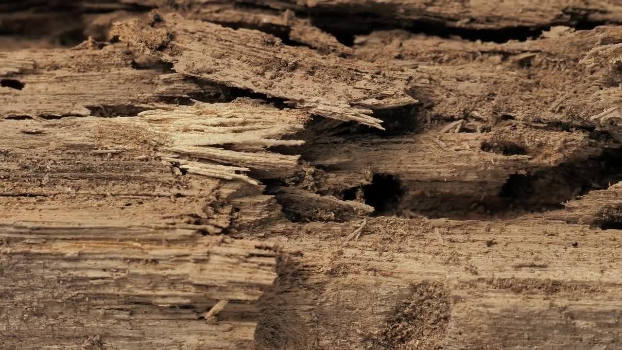 Stock Video Detail Of A Piece Of Old Wood Live Wallpaper For PC - Free Download