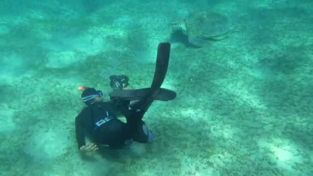 Stock Video Diver Swimming By A Large Turtle  Smal Live Wallpaper For PC - Free Download