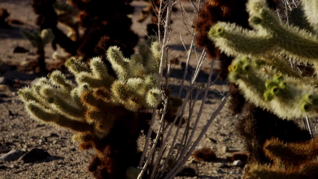 Video Stock Cactus In The Desert Close Up Live Wallpaper For PC - Free Download