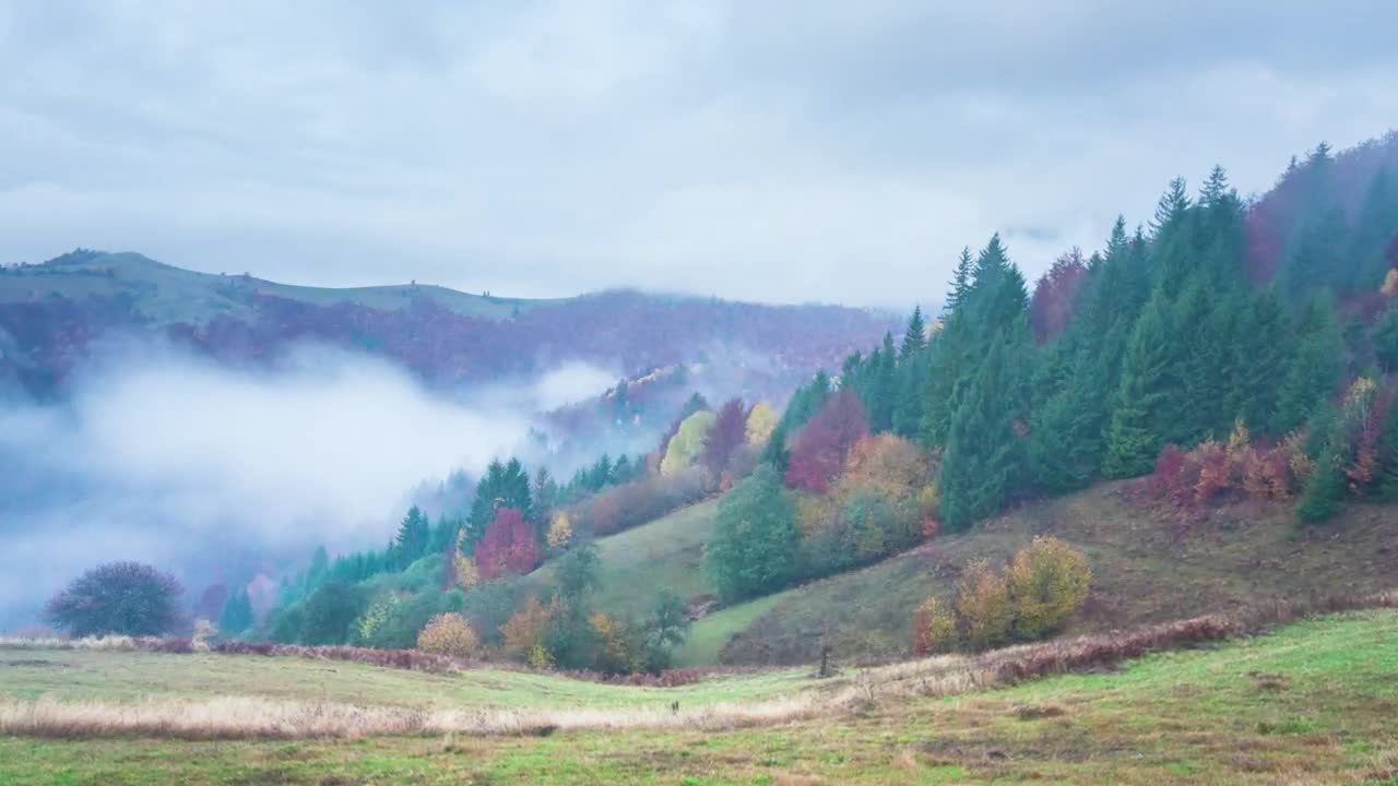 Stock Video Fog Covering An Autumn Forest Live Wallpaper For PC - Free Download