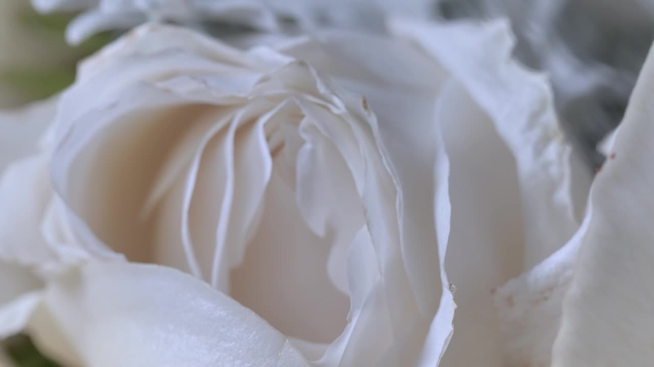 Video Stock Petals Of An Open White Rose Close Up View Live Wallpaper Free - Free Download
