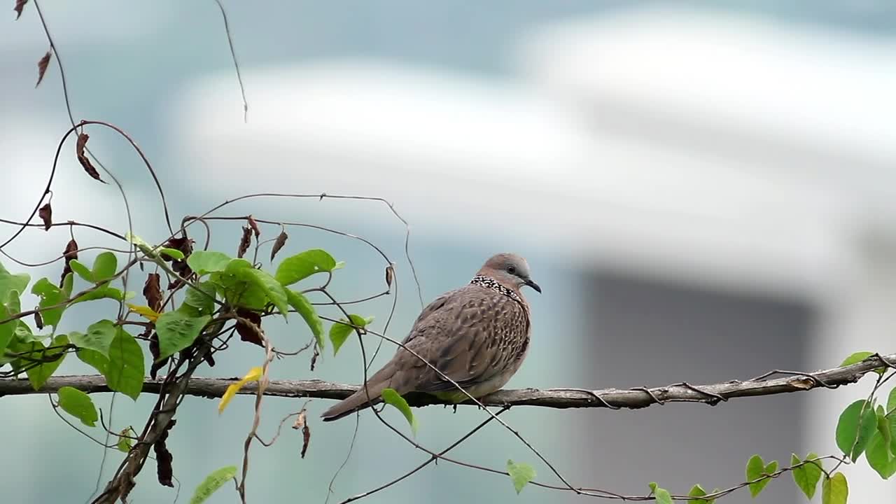 Stock Video Dove Resting In A Garden Live Wallpaper For PC - Free Download