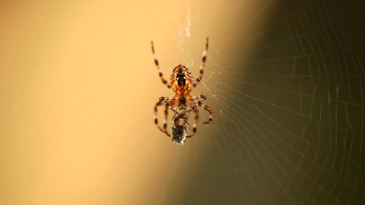 Free Video Stock Spider With Its Prey Live Wallpaper - Free Download