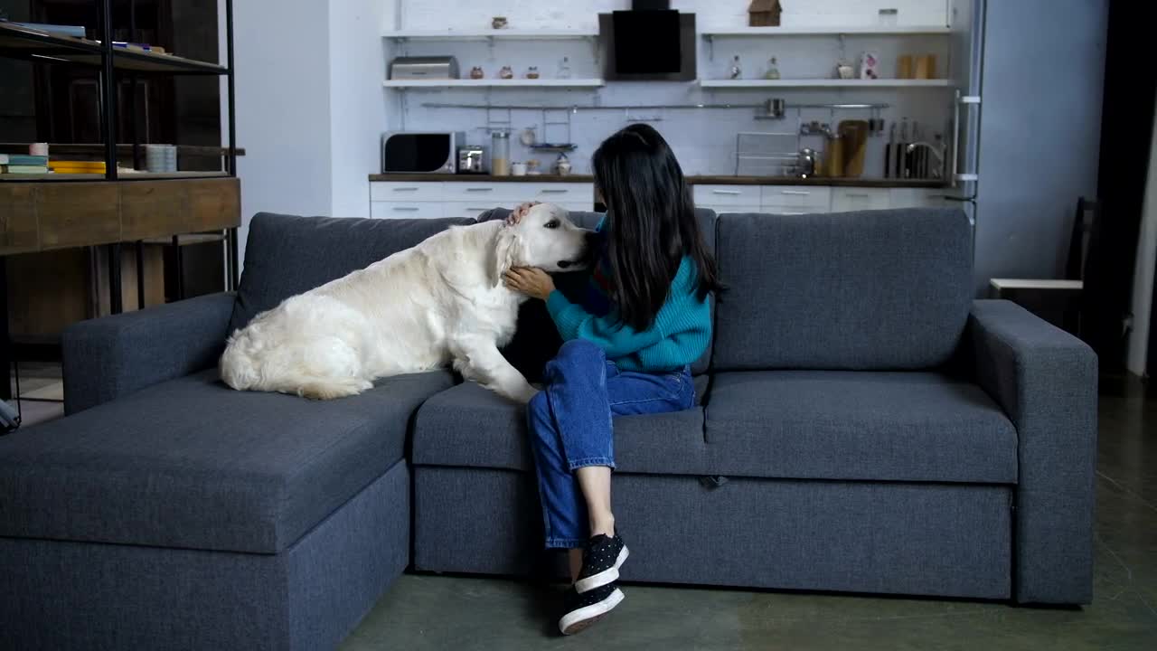 Stock Video Dog With His Owner On The Sofa Live Wallpaper For PC - Free Download