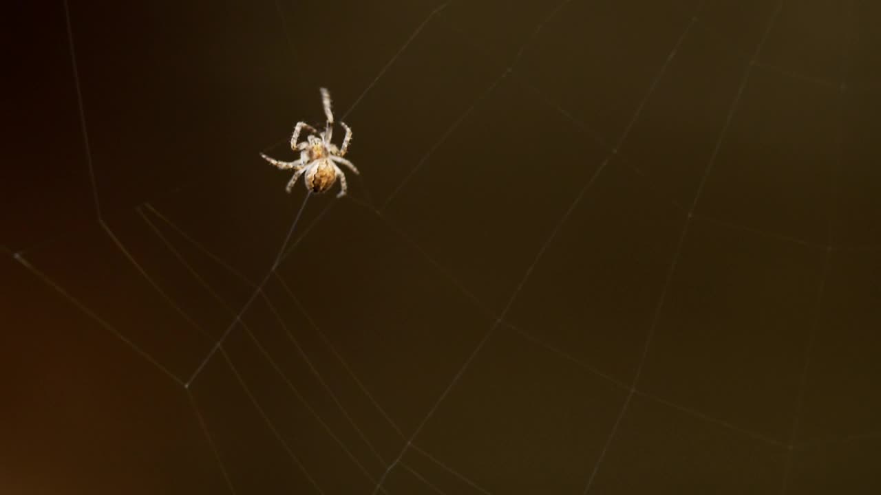 Free Video Stock Spider Weaves A Web Live Wallpaper - Free Download