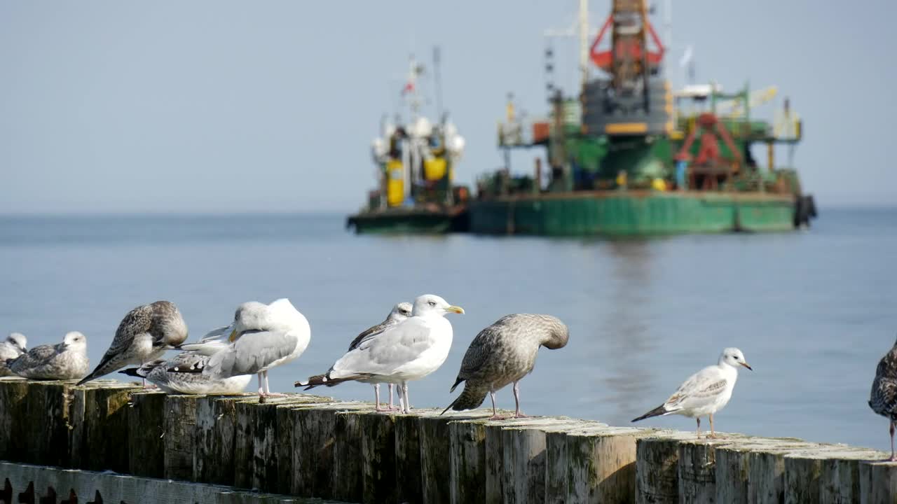 Free Stock Video Seagulls Standing On Logs And Ships In The Background Live Wallpaper - Free Download