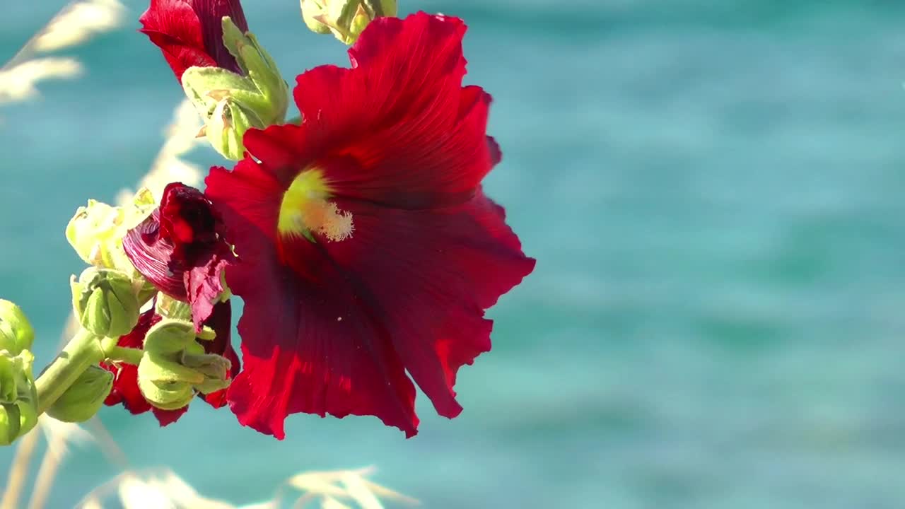 Stock Video Bee Pollinating A Red Flower Live Wallpaper For PC - Free Download