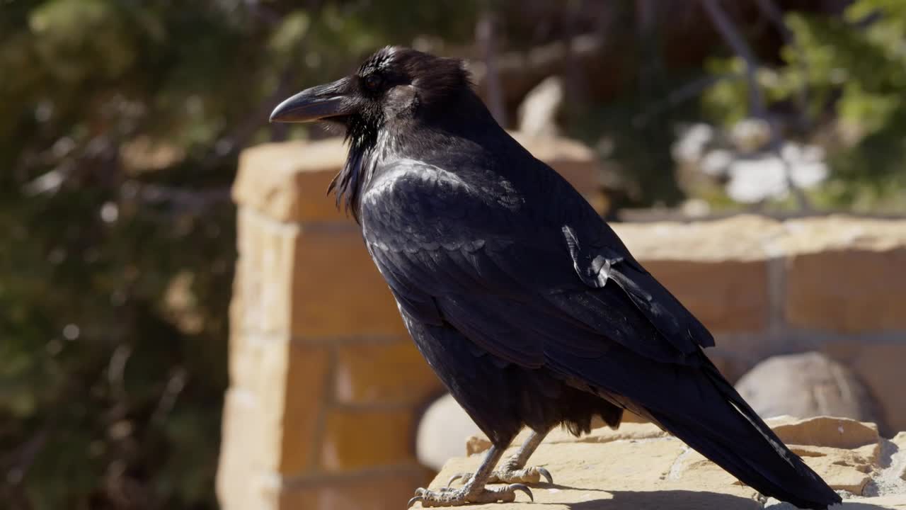 Stock Video Black Bird Standing On A Roof Live Wallpaper For PC - Free Download