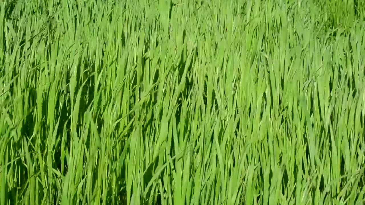 Free Video Stock tall grass blowing in the wind Live Wallpaper - Free Download