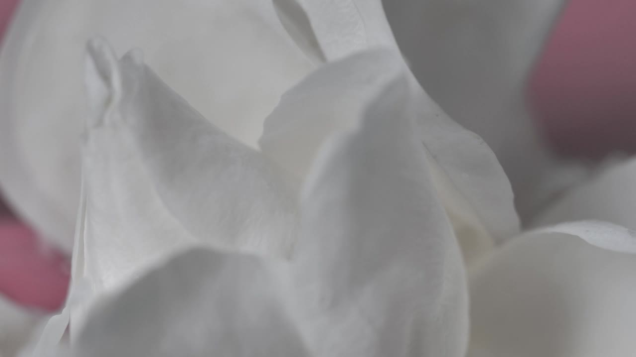 Stock Footage White Petals With A Pink Background Live Wallpaper - Free Download