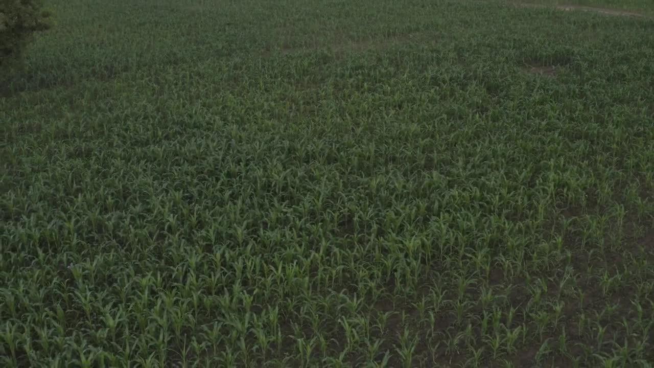Stock Video Corn Field In Africa After The Rain Live Wallpaper For PC - Free Download
