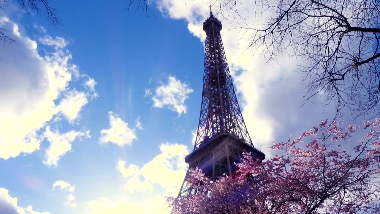 Stock Video Eiffel Tower And Sakura Tree Live Wallpaper For PC - Free Download