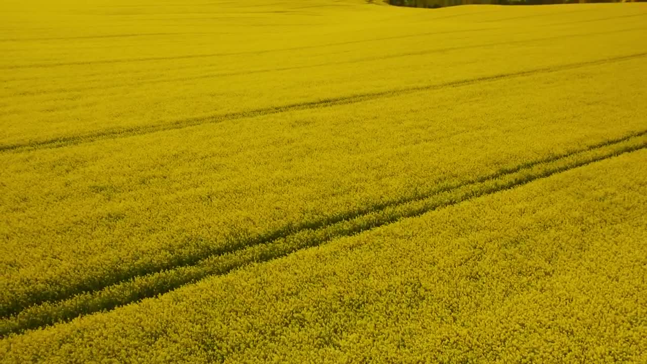Stock Video Crops Ready To Be Harvested Live Wallpaper For PC - Free Download
