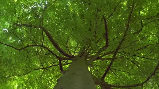 Stock Video Large Tree Canopy Smal Animated Wallpaper - Free Download