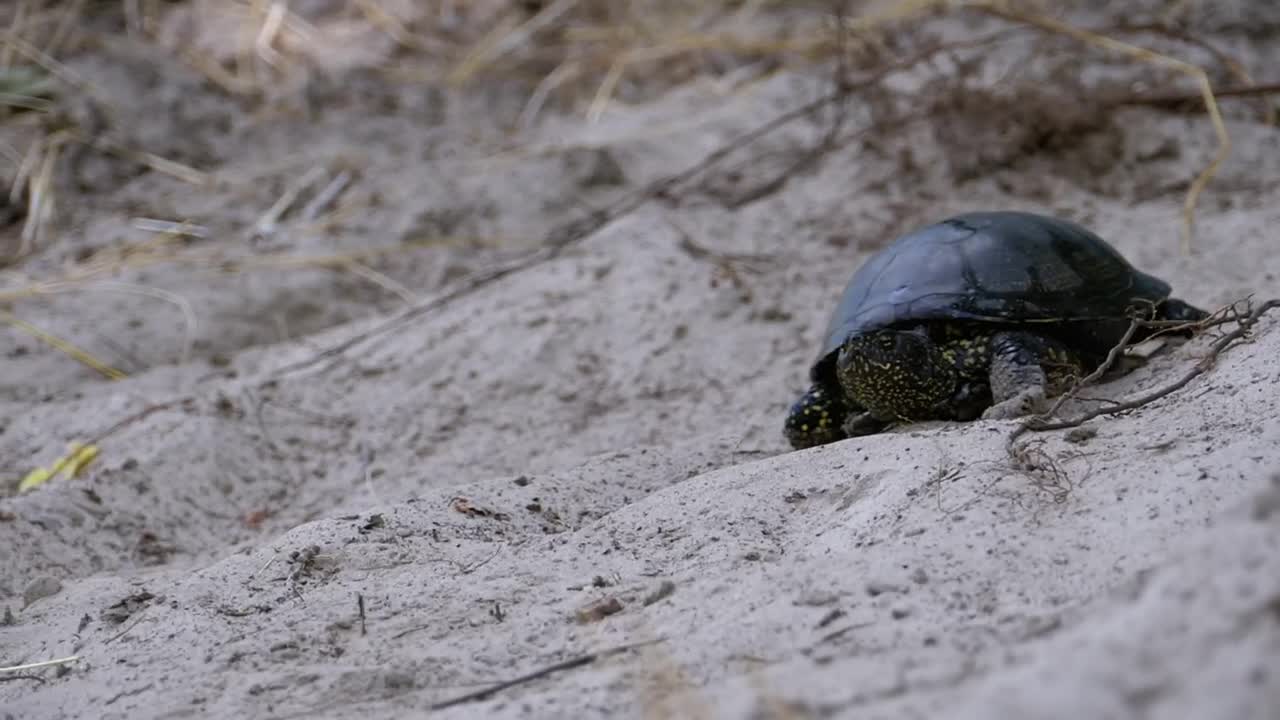 Free Stock Video Turtle Crawling On The Sand On The Beach Live Wallpaper - Free Download