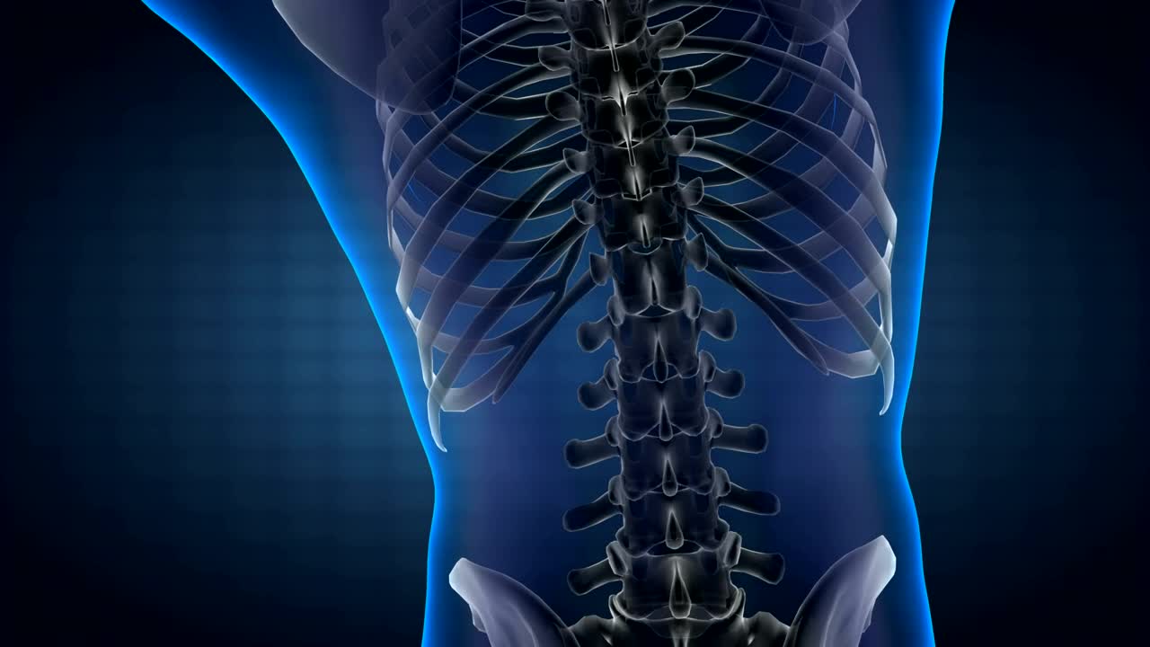 Stock Video Model Of The Human Bod Animated Wallpaper - Free Download