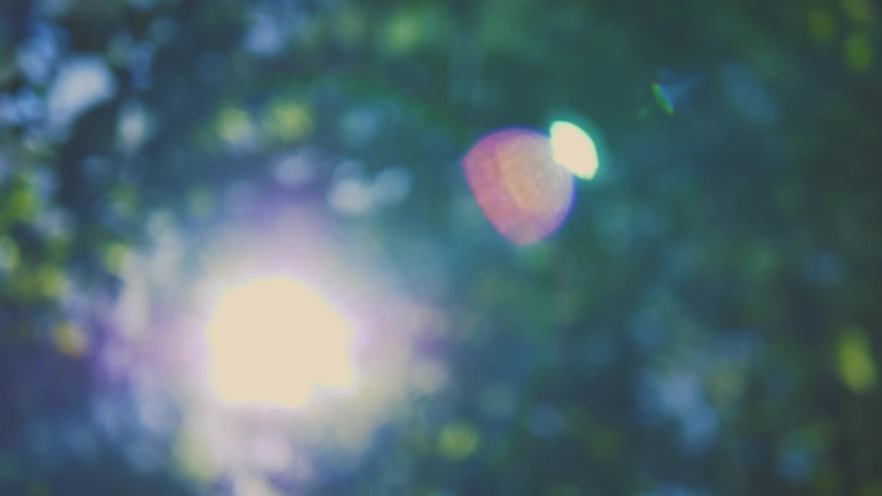 Stock Video Lens Flares From The Sun Through The Out Of Focus Trees Animated Wallpaper - Free Download