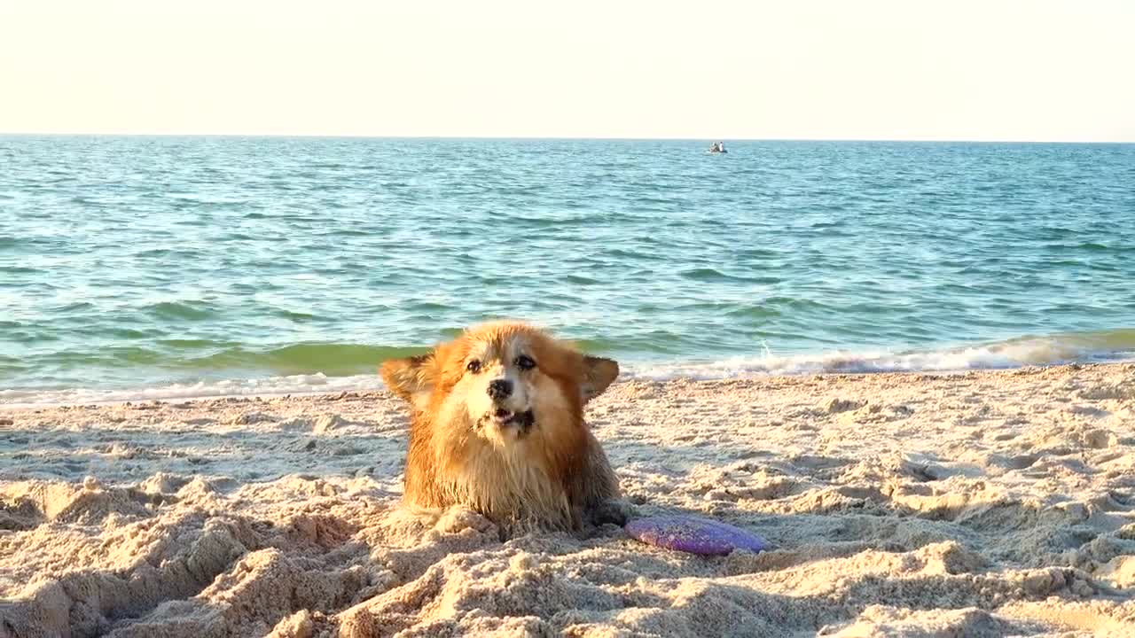 Stock Video Corgi Dog Enjoying The Beach Live Wallpaper For PC - Free Download