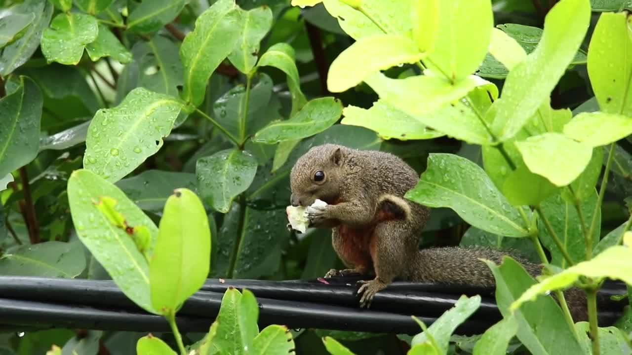 Free Video Stock Squirrel Eating On A Fence Live Wallpaper - Free Download