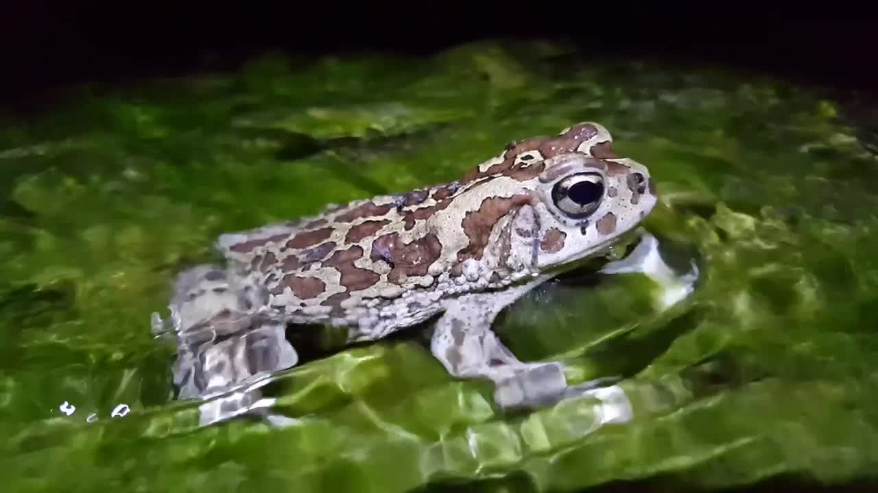Free Video Stock toad sitting in a stream Live Wallpaper - Free Download