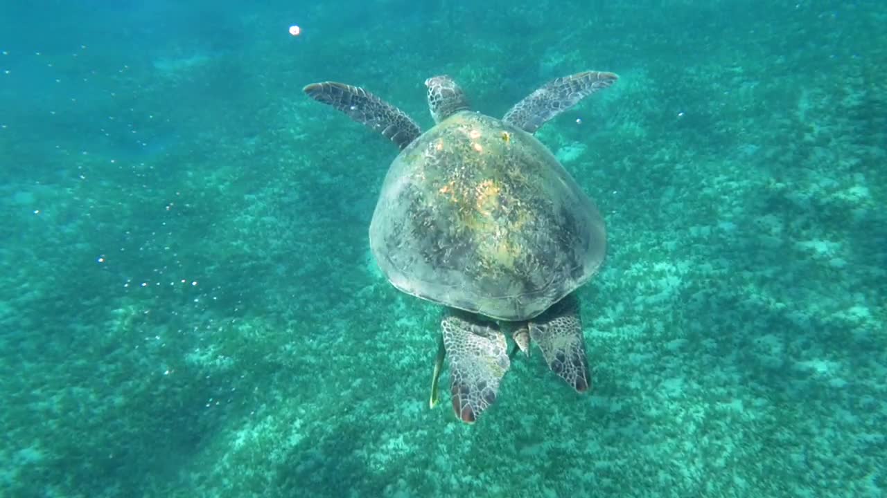 Free Stock Video Sea Turtle Swimming In A Clear Bay Live Wallpaper - Free Download