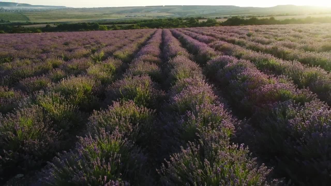 Stock Video Fields Of Lavender Plants Live Wallpaper For PC - Free Download