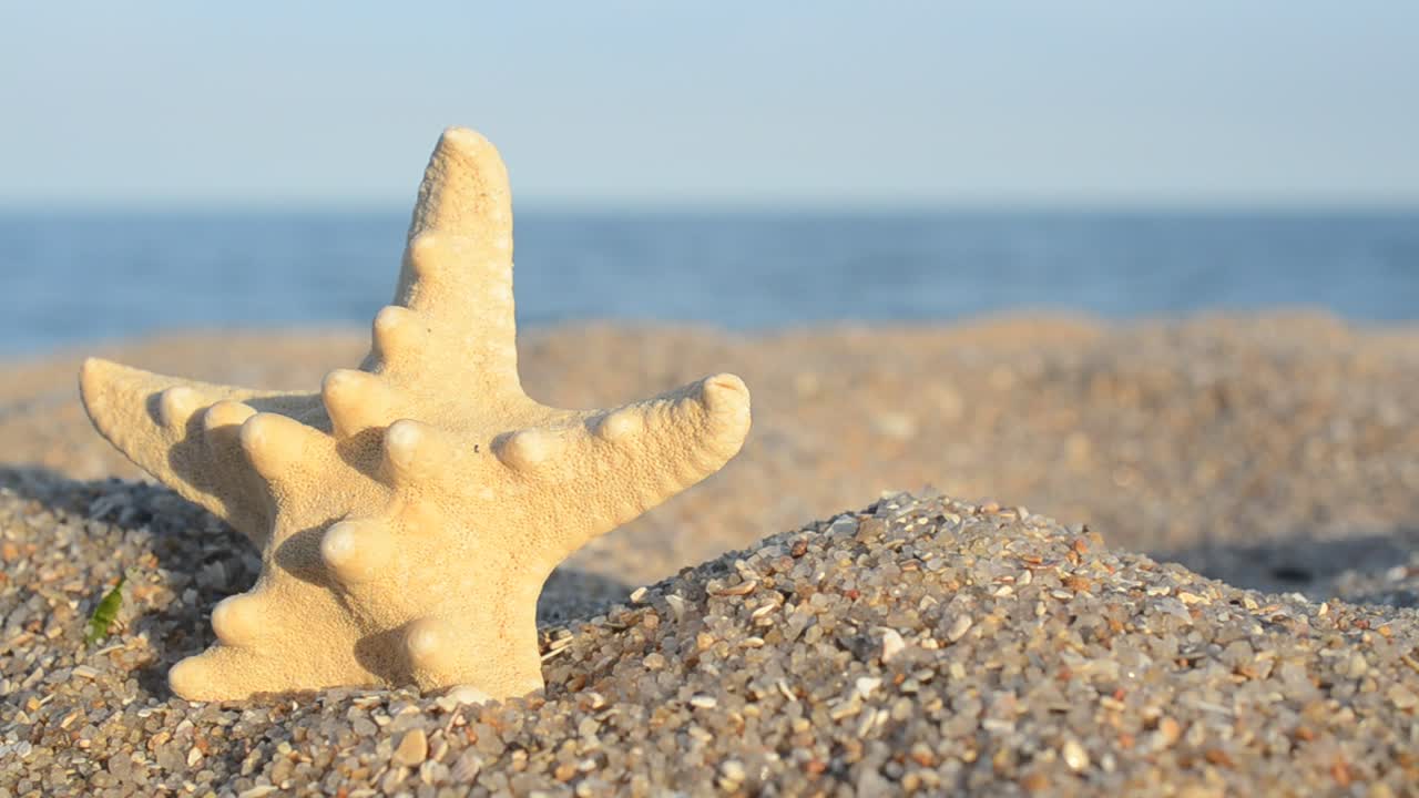 Free Video Stock Star Shaped Shell In The Sand Live Wallpaper - Free Download