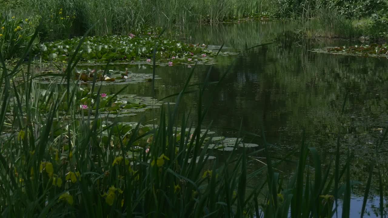 Video Stock Pond Surface With Lilies Live Wallpaper Free - Free Download