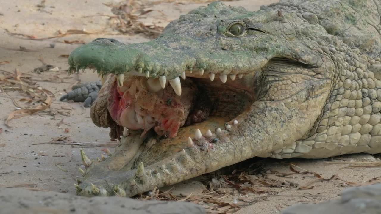 Stock Video Crocodile Holding Meat Live Wallpaper For PC - Free Download