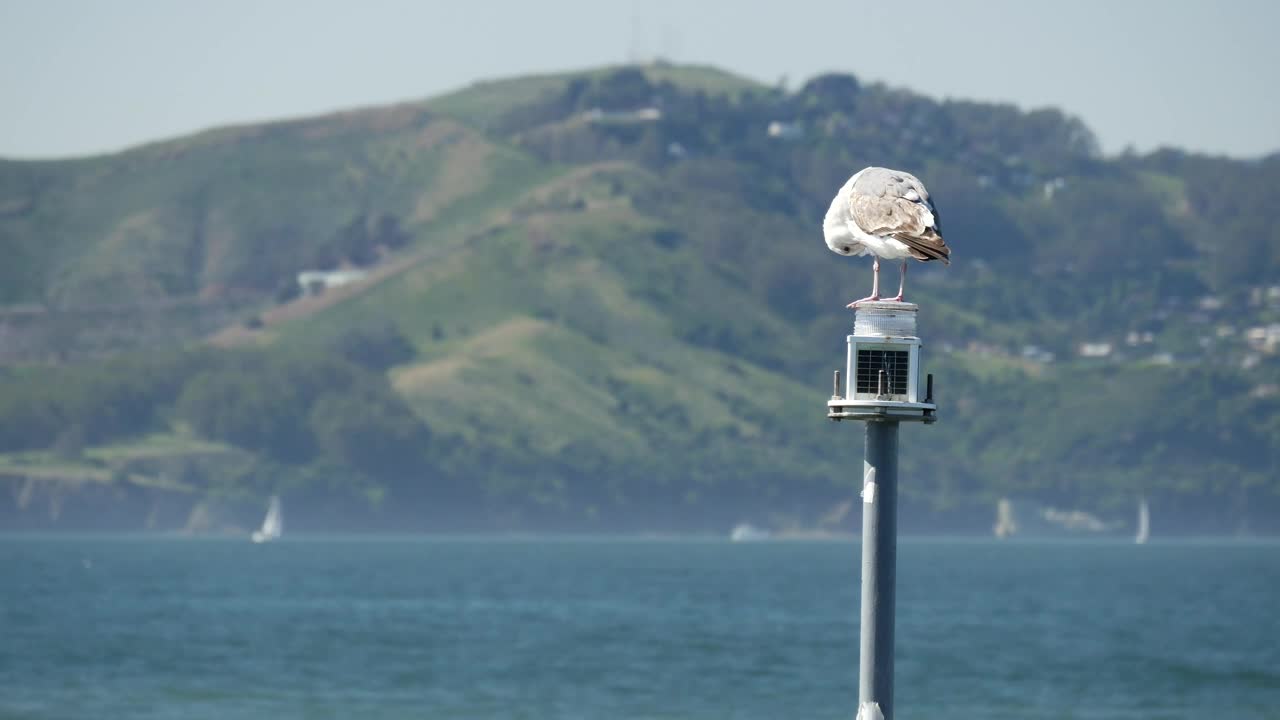 Stock Video Bird Standing On A Pole By The Lake Live Wallpaper For PC - Free Download