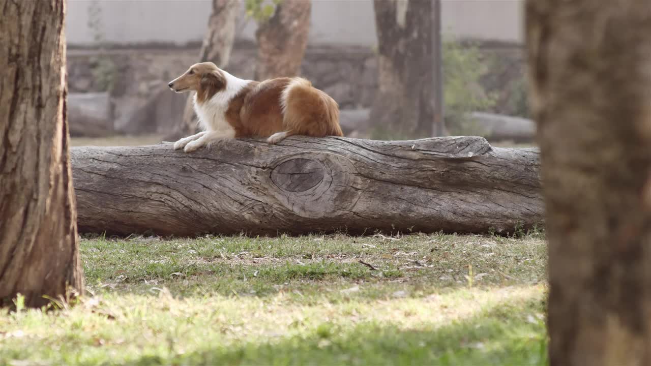 Stock Video Dog Jumping Off A Log Live Wallpaper For PC - Free Download