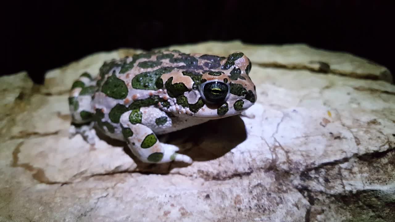 Stock Video European Green Toad Winks Live Wallpaper For PC - Free Download