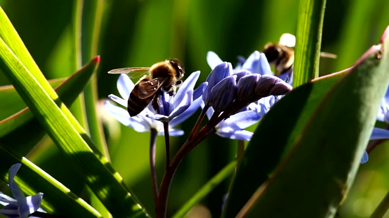 Stock Video Bees Working On Violet Flowers Live Wallpaper For PC - Free Download