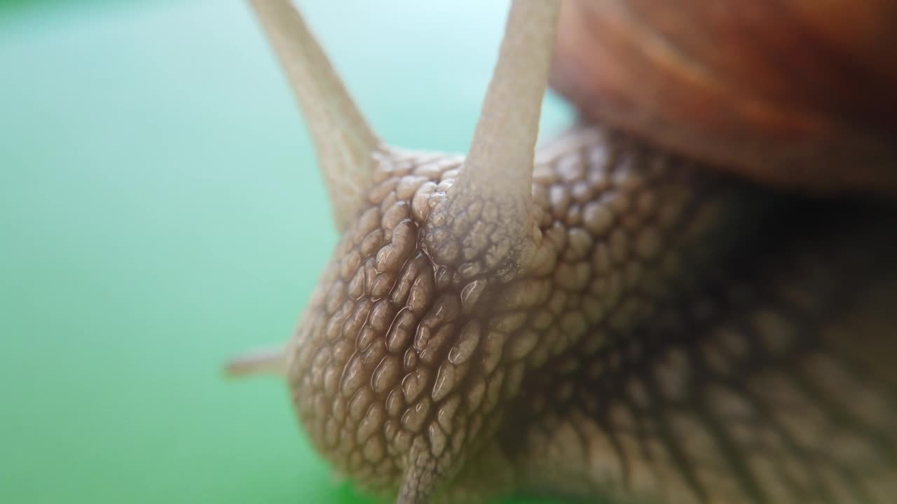 Free Video Stock Slimy Snail Moving Close Up Live Wallpaper - Free Download