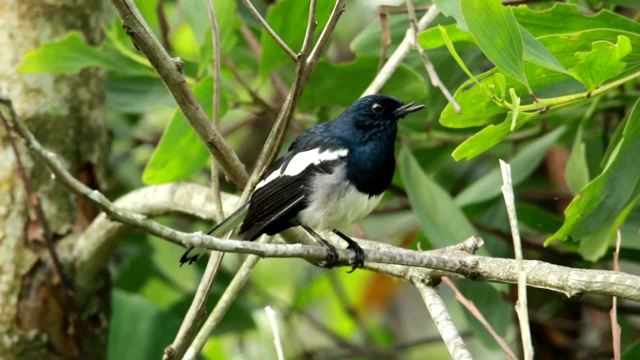 Stock Video Magpie Shaking Their Feathers Animated Wallpaper - Free Download