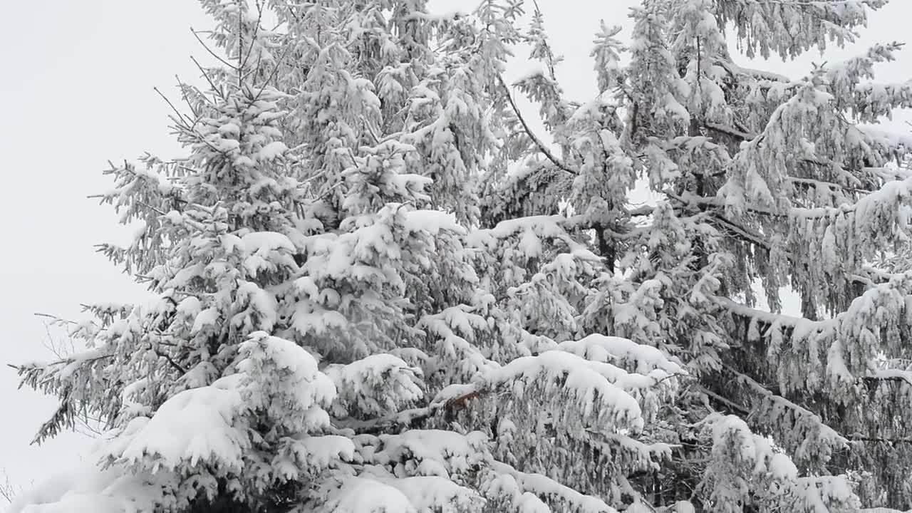 Free Video Stock Snow Covered Branches Moved By The Wind Live Wallpaper - Free Download