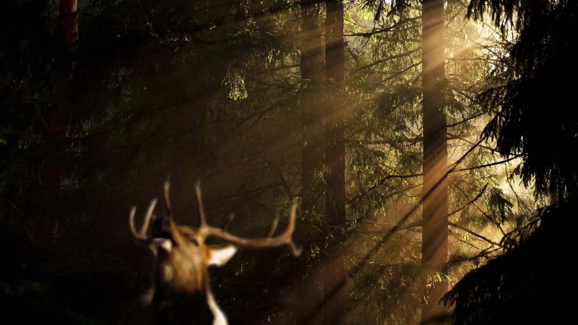 Nature Forest HD Live Wallpaper - Free Download