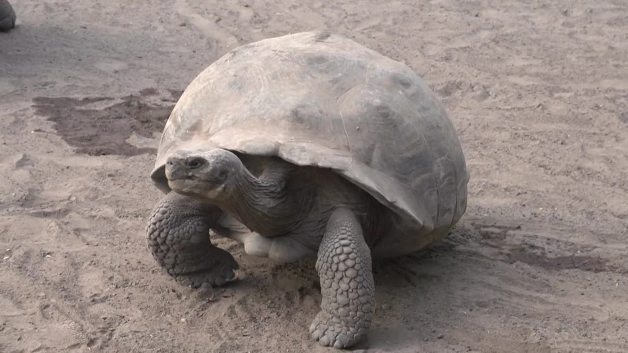 Stock Video Galapagos Tortoise Fighting On The Ground Live Wallpaper For PC - Free Download