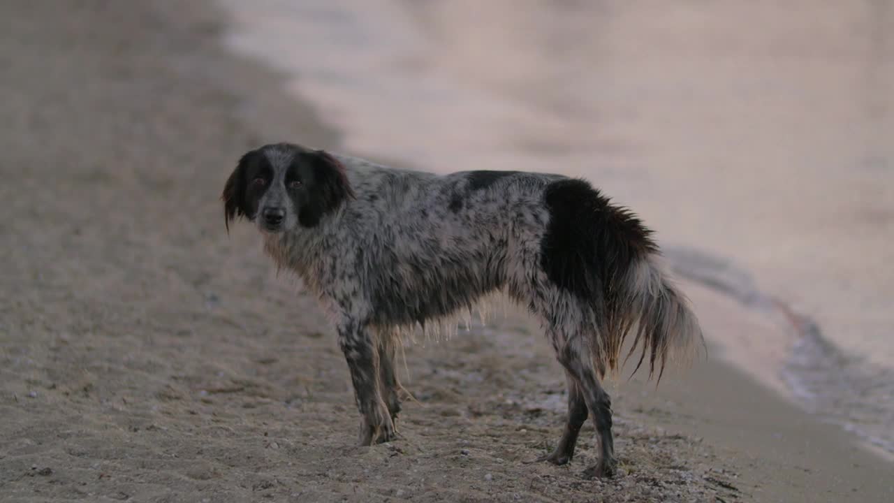 Free Video Stock Stray Dog On The Beach Live Wallpaper - Free Download