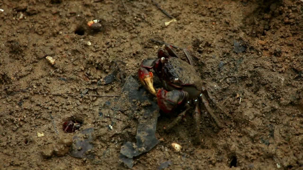 Stock Video Crab Eating In Dirty Mud Live Wallpaper For PC - Free Download