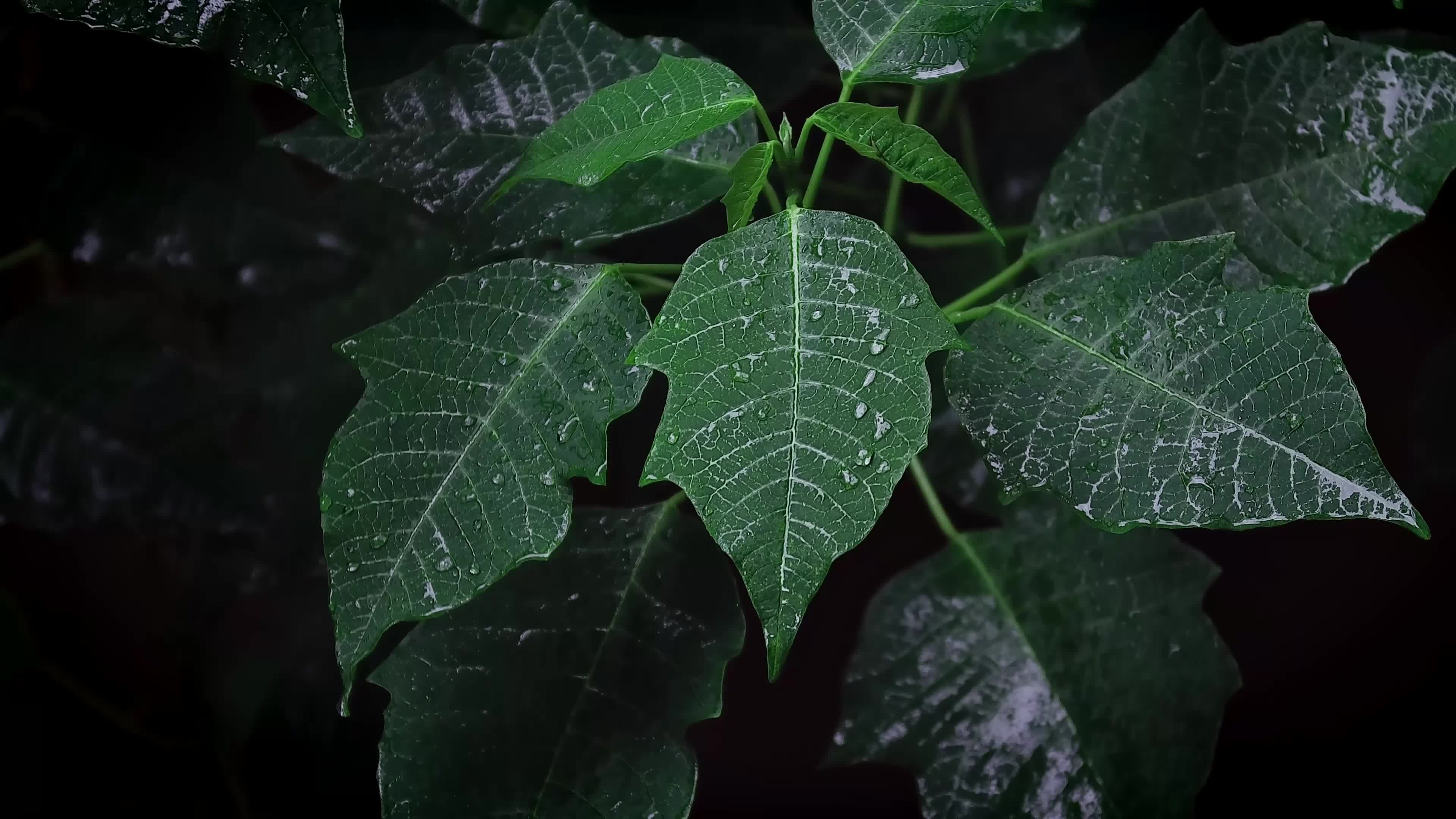 Green Leafs in Black Background Live Wallpaper - Free Download