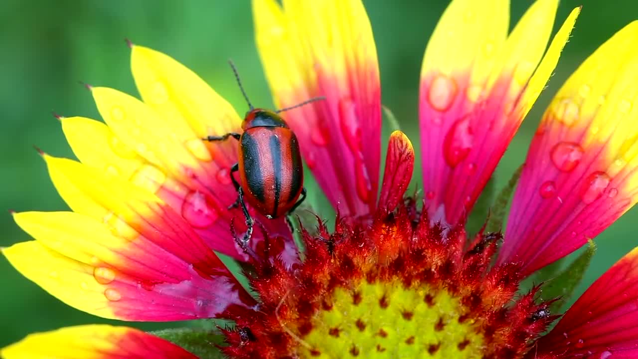 Stock Video Beetle Walking On Flower Petals Live Wallpaper For PC - Free Download
