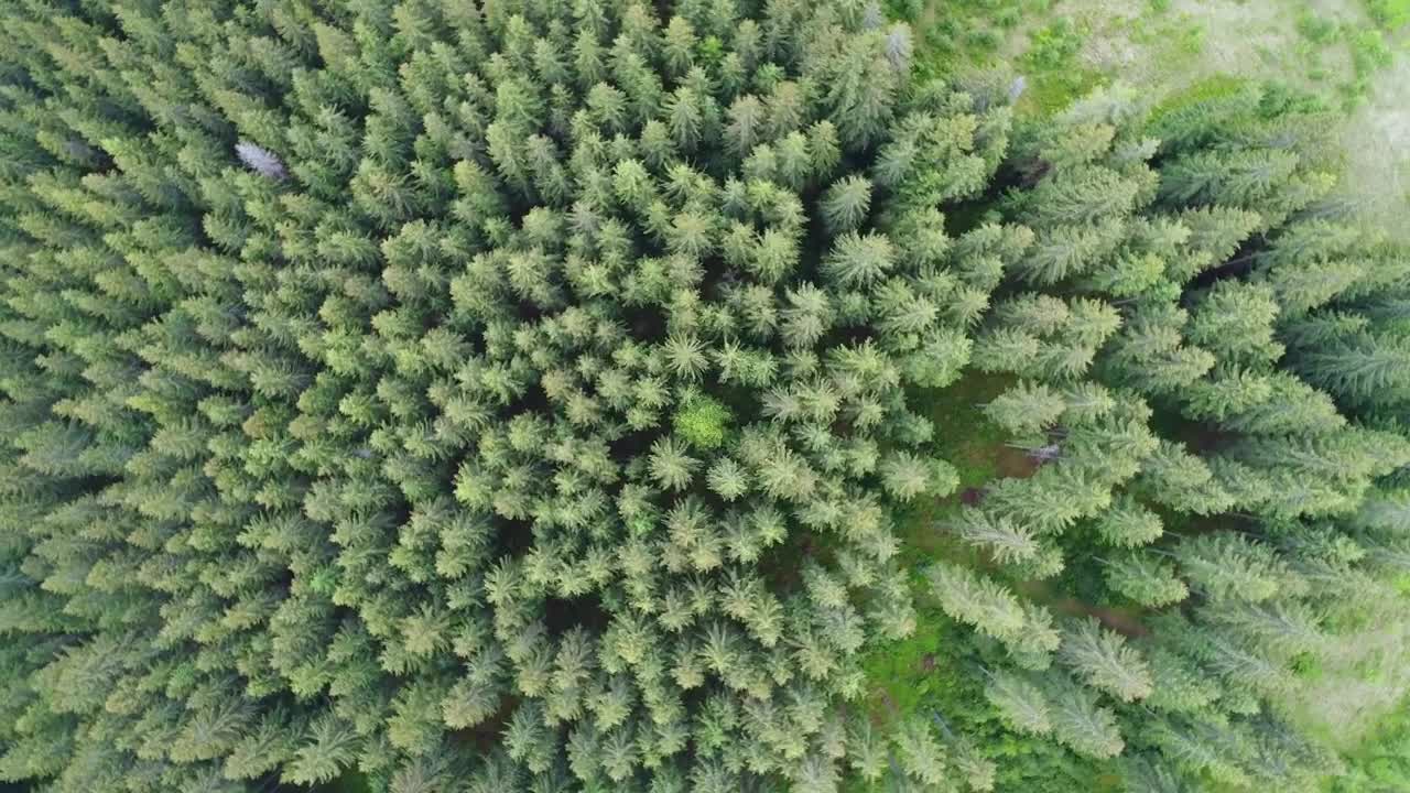 Free Video Stock tiro aéreo superior de pinos en el bosque Live Wallpaper - Free Download